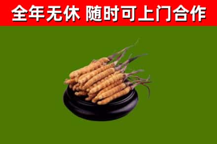 文峰回收冬虫夏草