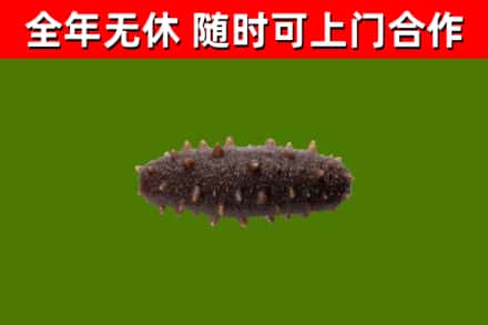 文峰回收海参干
